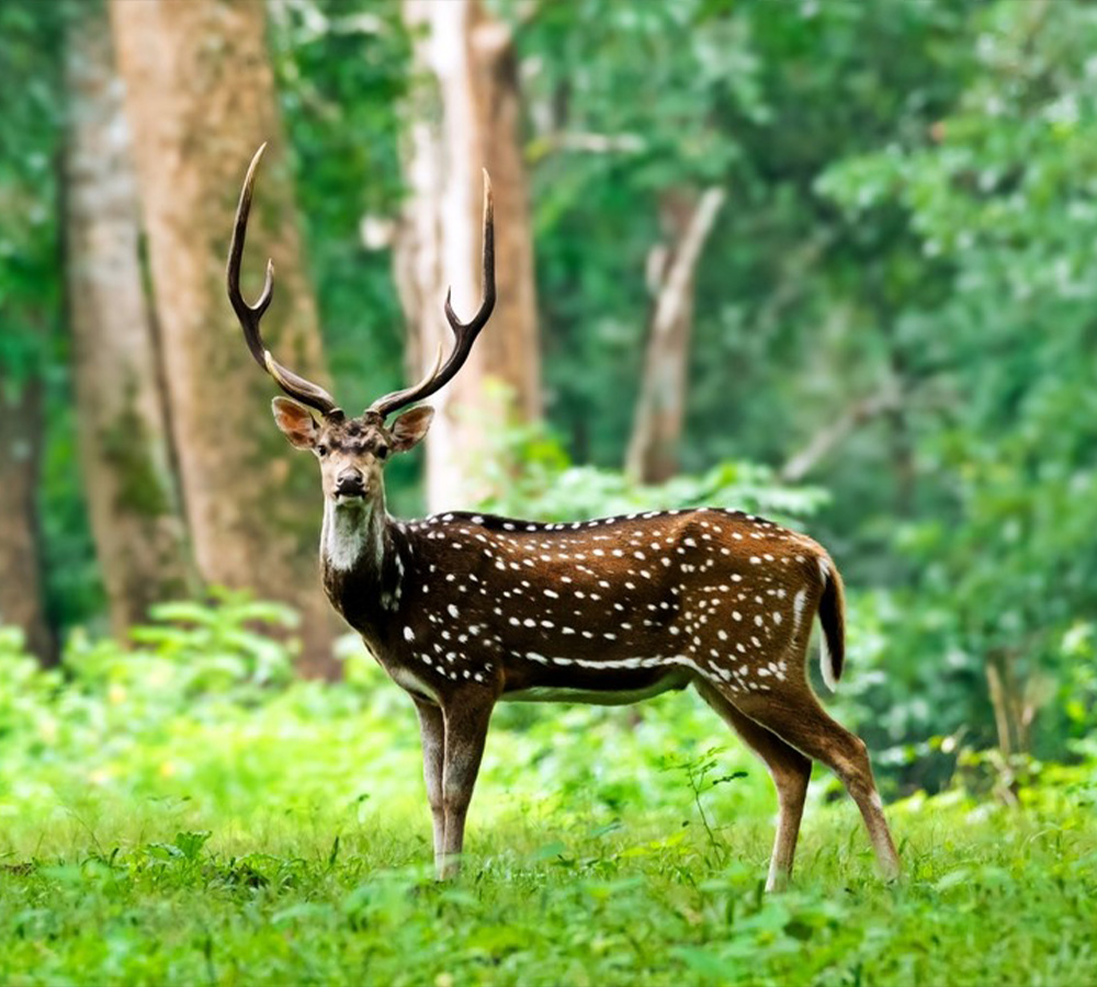 Wildlife Safari in Wayanad